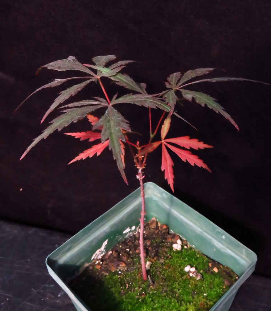 Seed-Grown Acer Palmatum 'Yezo Nishiki' Japanese Maple Tree 7 Inches Tall-image