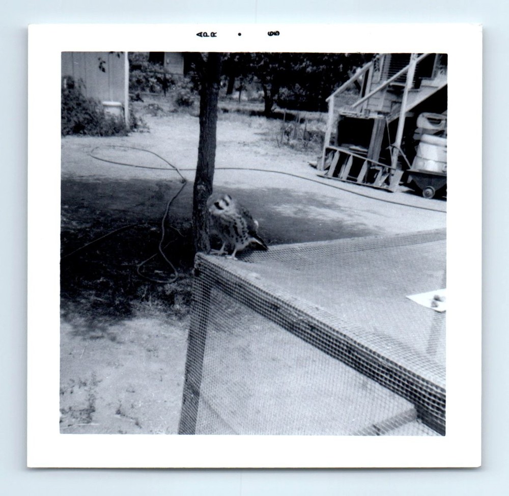 Old Vintage Square Photo BIRD HAWK SITTING ON CAGE IN YARD ANTIQUE SNAPSHOT