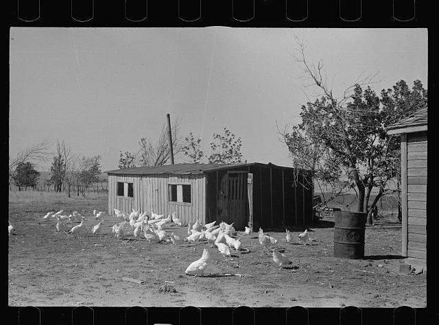 Photo:1930s Farmyard Chickens Poultry Coop Rural Homestead Scene