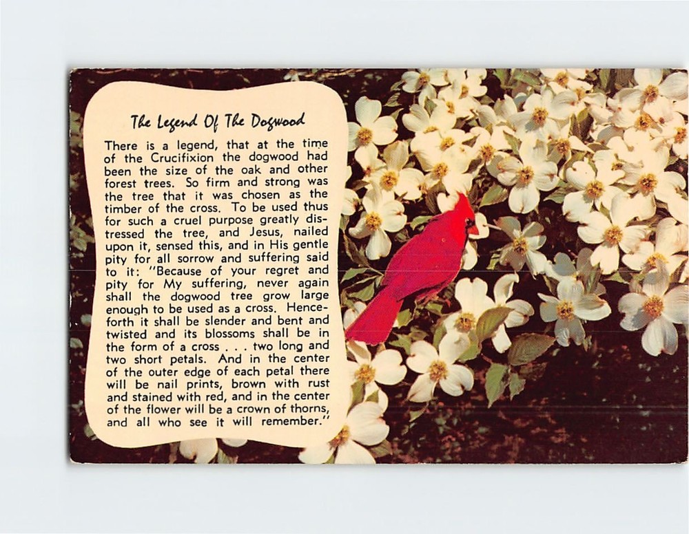 Postcard The Legend of the Dogwood