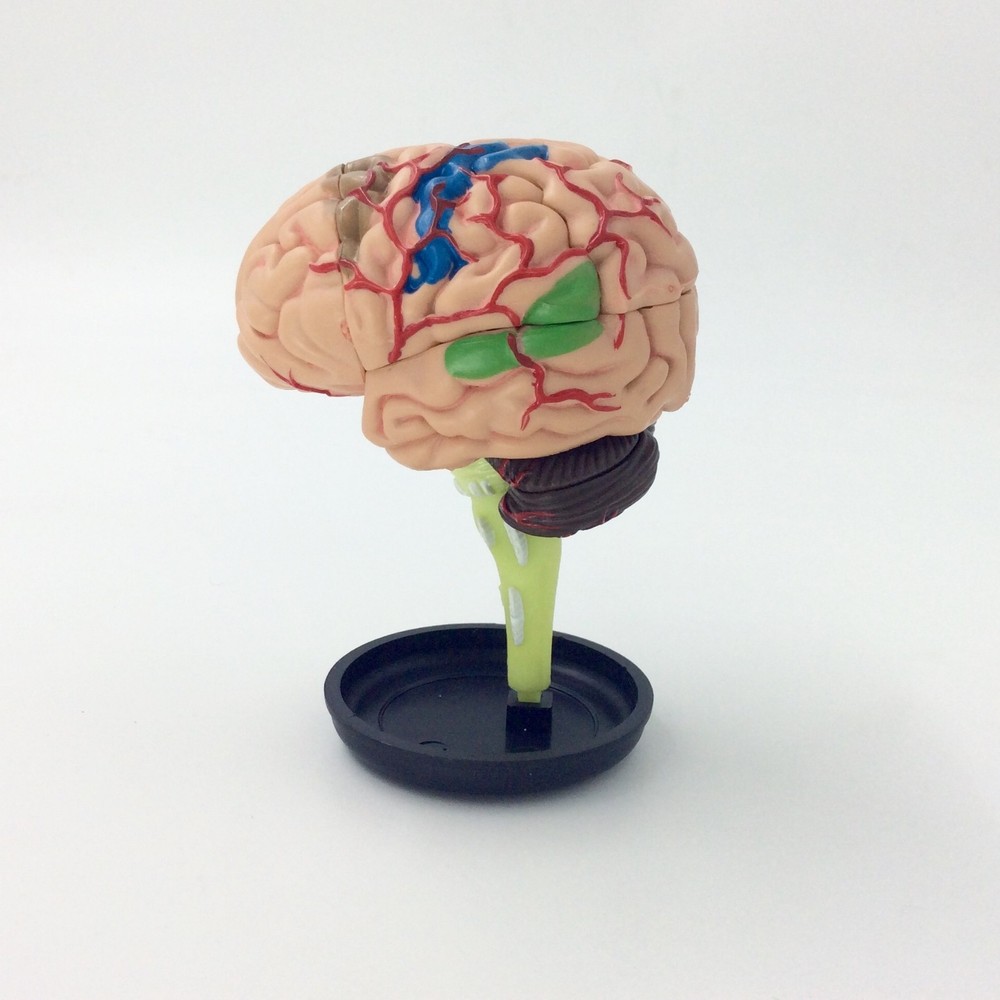 Plastic Human Brain Model Anatomical Anatomy Brain Mode Medical Training Model