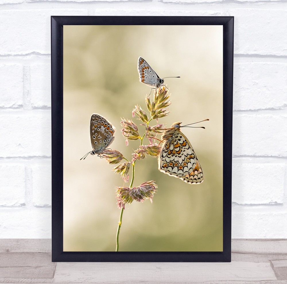 Insect Macro Butterfly Butterflies Bug Bokeh A Kind Of Melting Wall Art Print