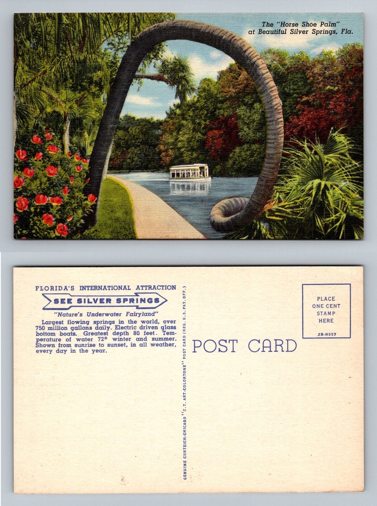 Silver Springs, FL-Florida, Horse Shoe Palm Glass Bottom Boat Vintage Postcard