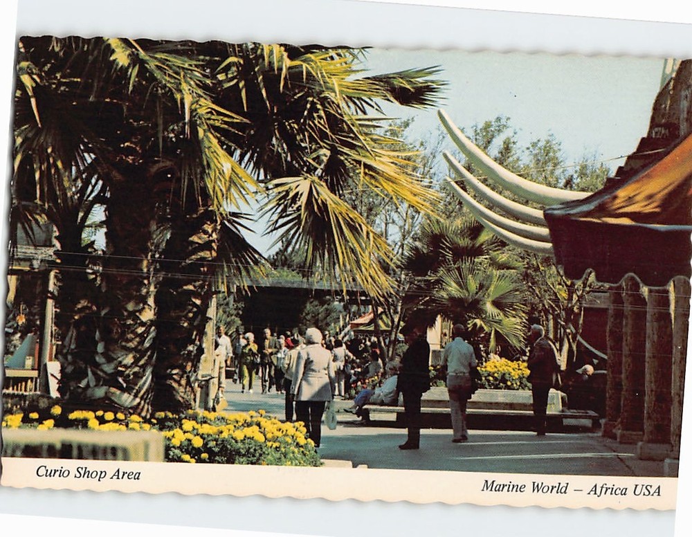 Postcard Curio Shop Area Marine World Africa USA Redwood City California USA