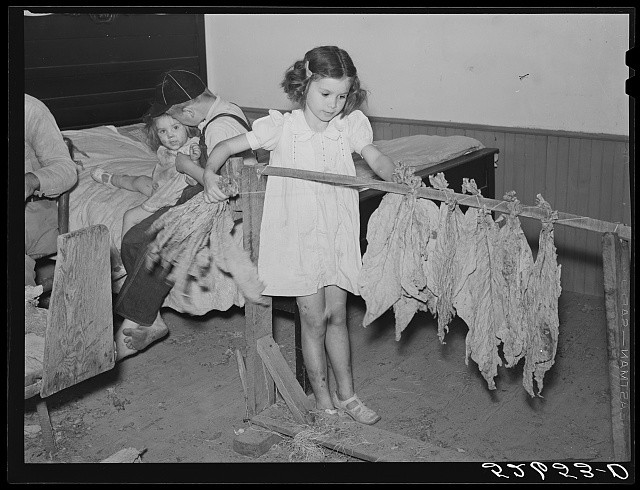 Photo:Shoofly Granville County North Carolina 1939 Tobacco Grading Girl