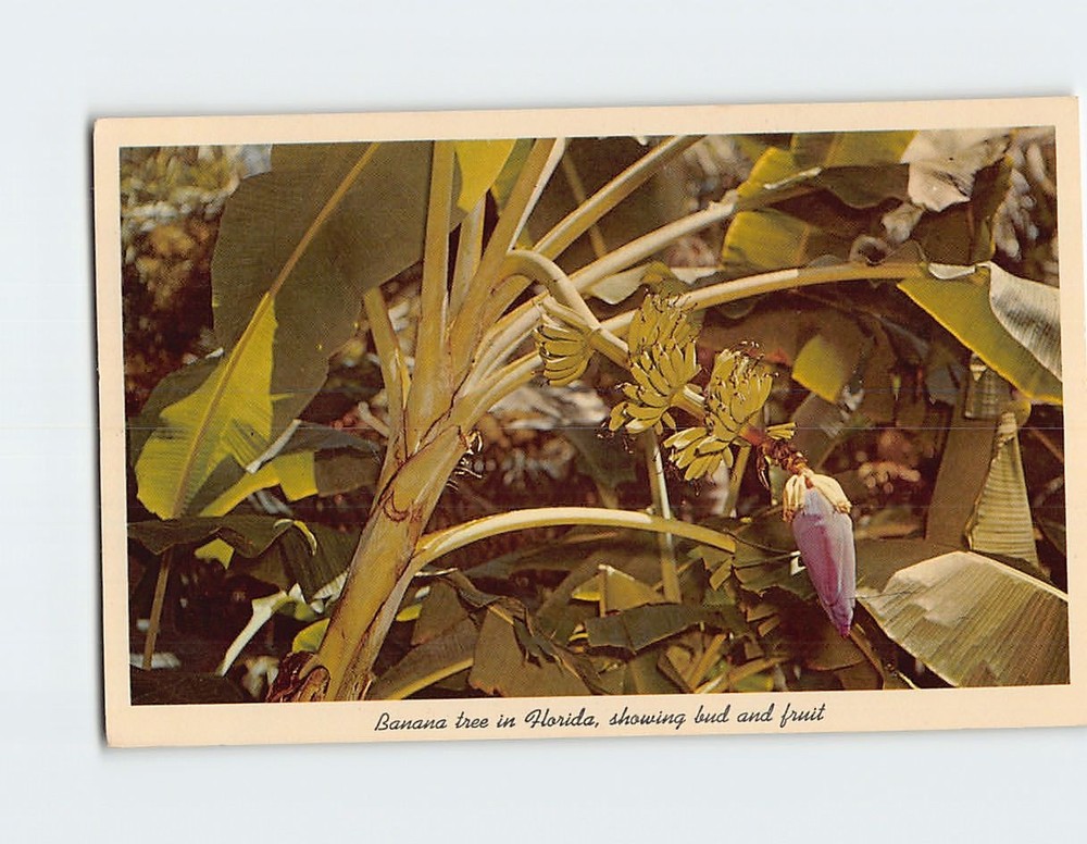 Postcard Banana Tree in Florida showing Bud and Fruit USA North America