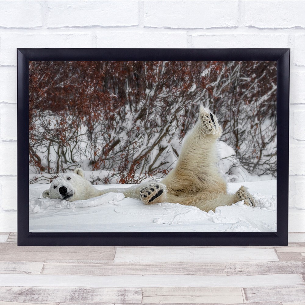 Kung Fu Bear Polar Bear Laying Down Wildlife Wall Art Print
