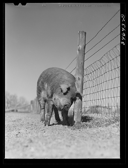 Photo:College Station Texas 1942 Texas A&M Boar Pig Farm Animal Fence