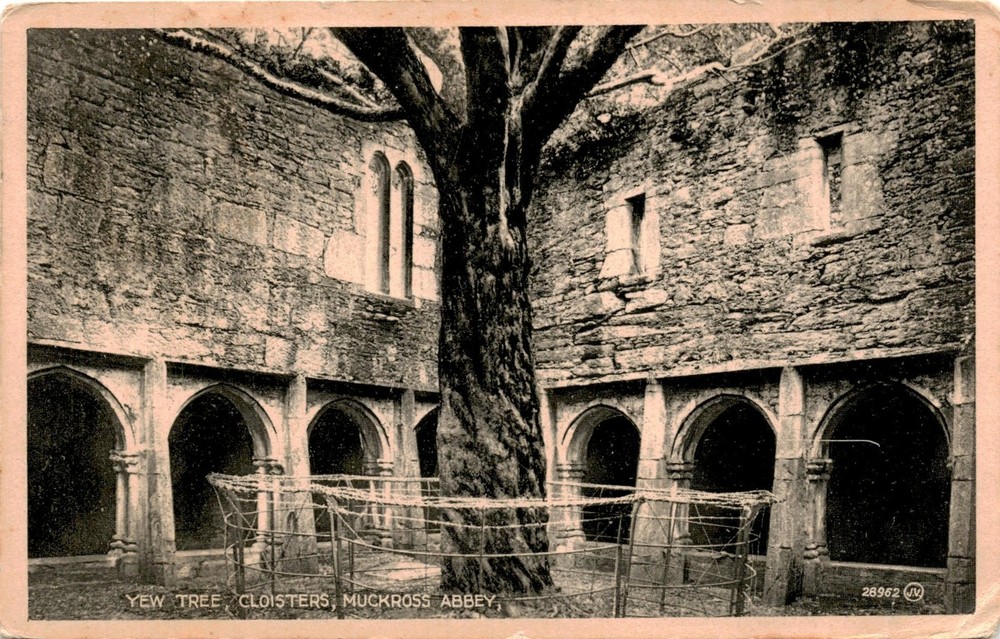 Yew Tree Cloisters, Muckross Abbey, Valentine's, Bill Jun, Packard Bed Postcard