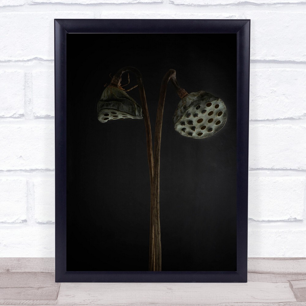 Lotus Heads Dried Flower Flowers Dry Wither Withered Wall Art Print