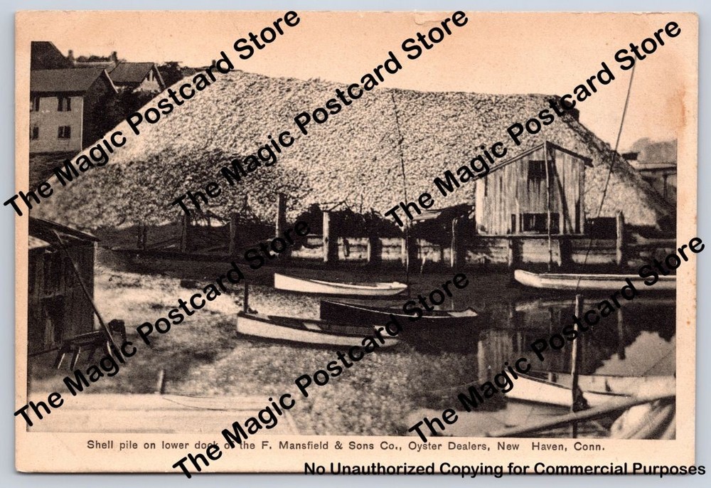 F Mansfield & Sons Oyster Shell Pile NEW HAVEN Connecticut Fishing Photo ~1910s