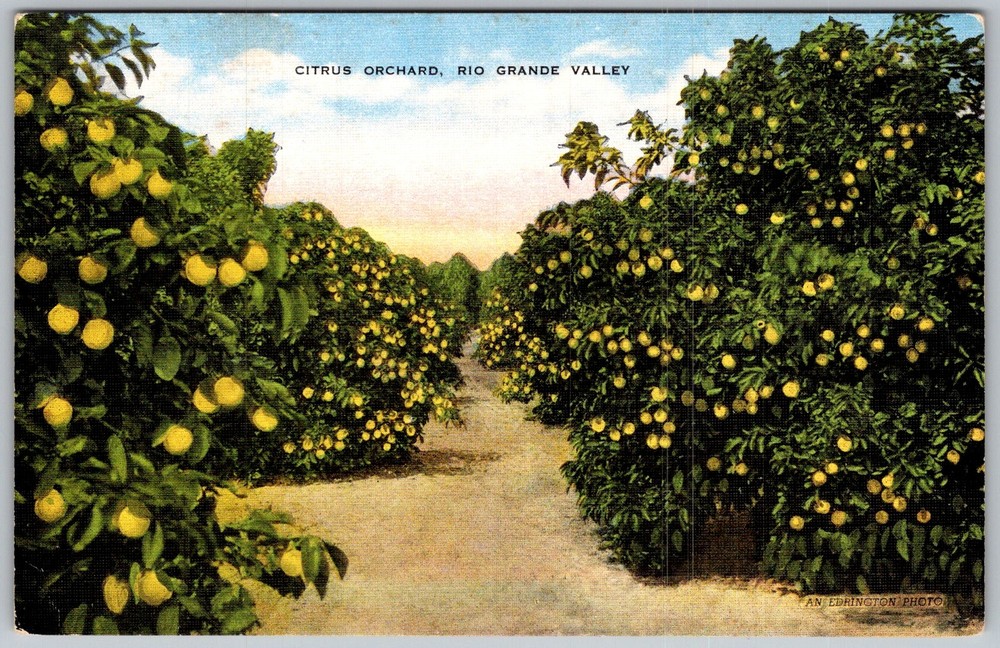 Vtg Linen Postcard Citrus Orchard Grapefruit Trees Mcallen, TX 1930s