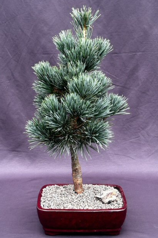 Japanese White Pine Bonsai Tree Live Plant Outdoor Pinus Parviflora Aoi 15-16