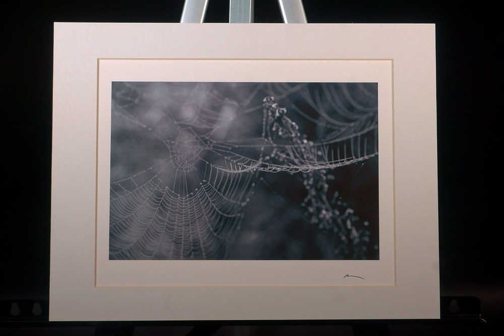 Vibrant Spider Webs Wall Art Print #3 for Home Decor
