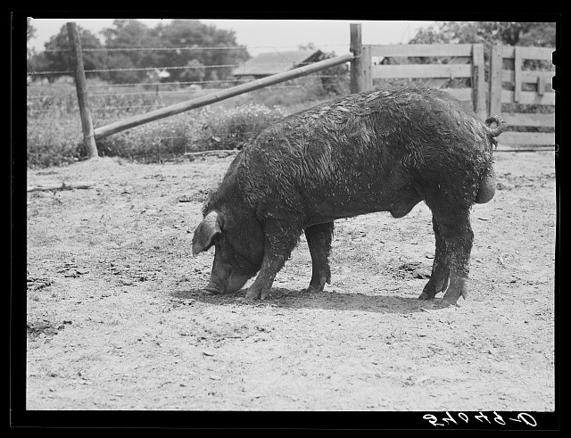 Photo:1930s Farm Pig in Pen Rural Livestock Photograph