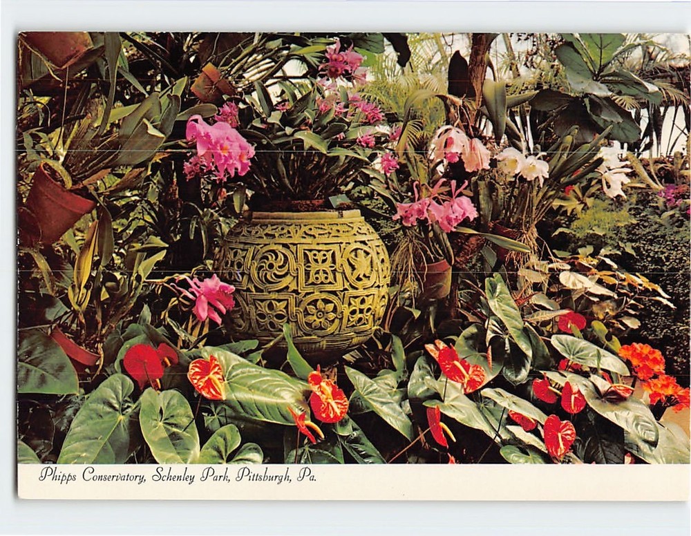 Postcard Orchids Phipps Conservatory Schenley Park Pittsburgh Pennsylvania USA