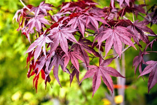 Acer palmatum 'Emperor I' - Japanese Maple *Live Plant-image