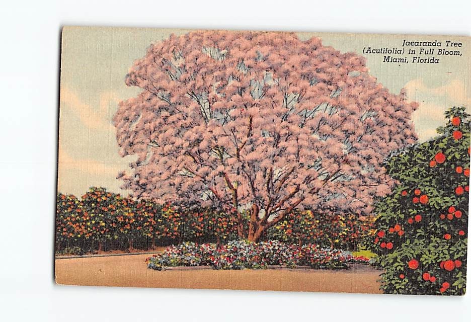 Postcard Jacaranda Tree (Acutifolia) in Full Bloom Miami Florida USA