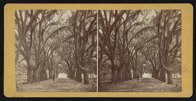 Bonaventure Cemetery Savannah Georgia 1860s Spanish Moss Tree Lane Man