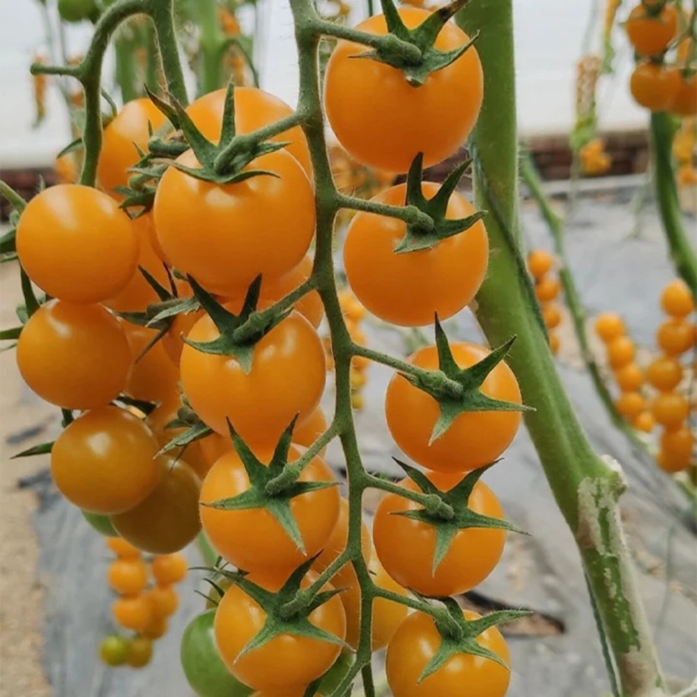 100pcs Patio Choice Yellow Cherry Tomato Seeds - Heirloom, Non-GMO, Super Sweet