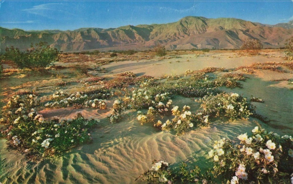 Desert Verbenas on the Sand Dunes - Arizona AZ - Postcard