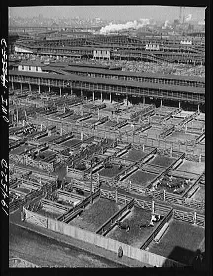 Photo:Kansas City Missouri 1900s Stockyards General View Cattle Pens
