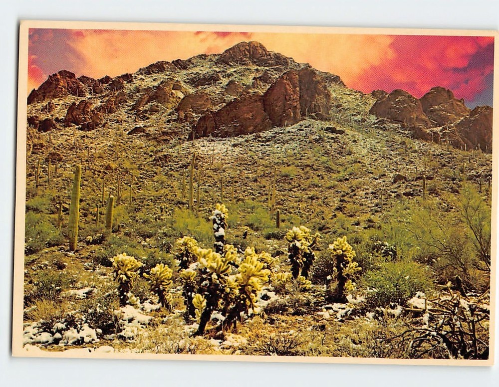 Postcard Rare Winter Snowfall Desert Scene Arizona USA