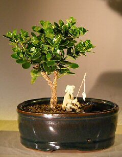 Plum Bonsai Tree Live Dwarf Flowering Zen Garden Water Pot With Figurine 7