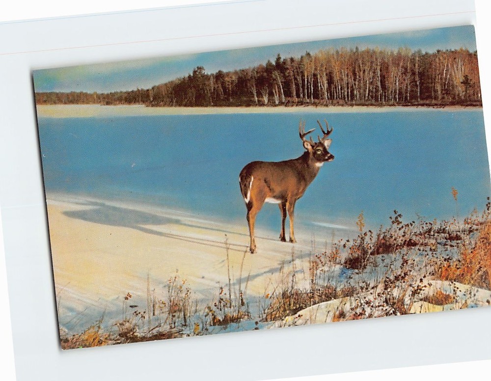 Postcard An Adventurous Buck on a frozen northwoods lake USA