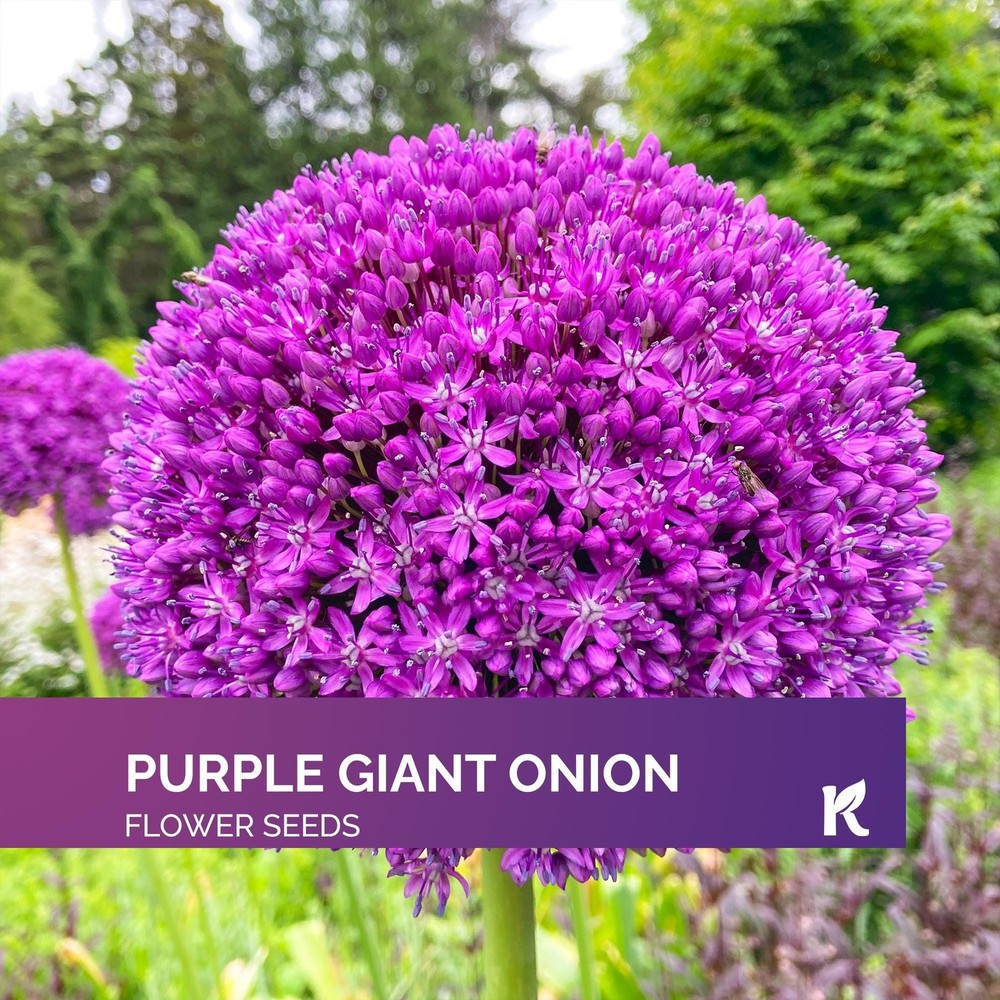 KVITER 100 Purple Giant Allium Giganteum Onion Seeds for Stunning Garden Blooms