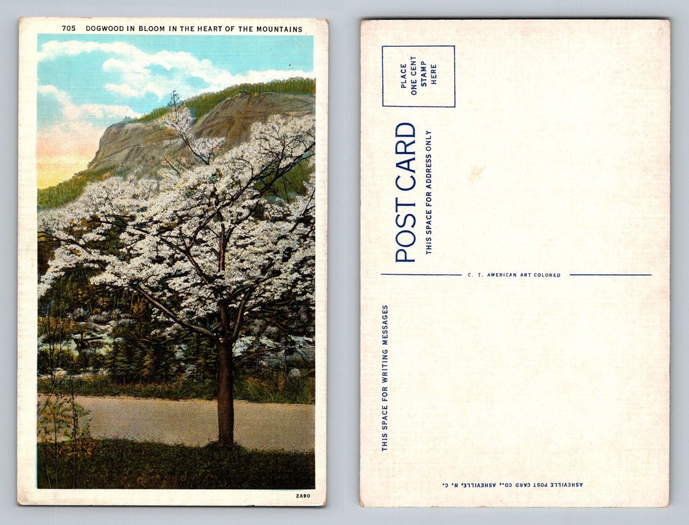 Asheville, NC-North Carolina, Dogwood Bloom Mountain View Vintage Postcard