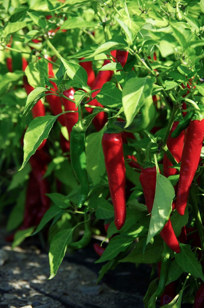 Cayenne Large Red Thick Pepper Seeds, NON-GMO, Variety Sizes Sold, FREE SHIP