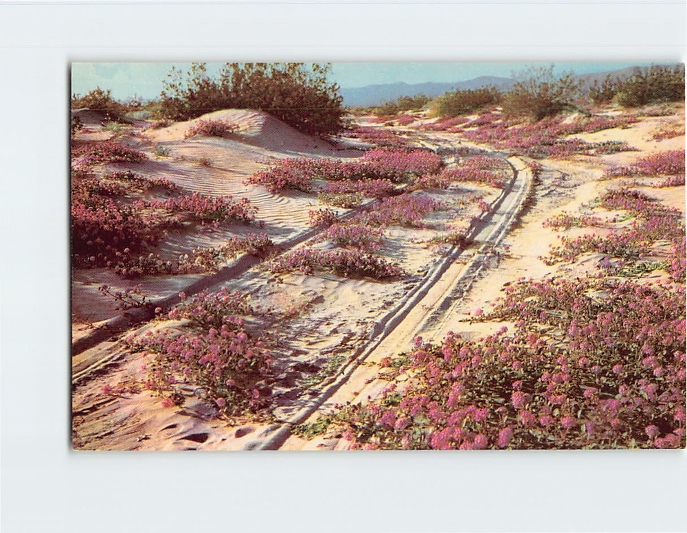Postcard Sand Verbenas Blooming on the Desert