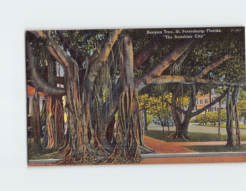 Postcard Banyan Tree St. Petersburg Florida USA