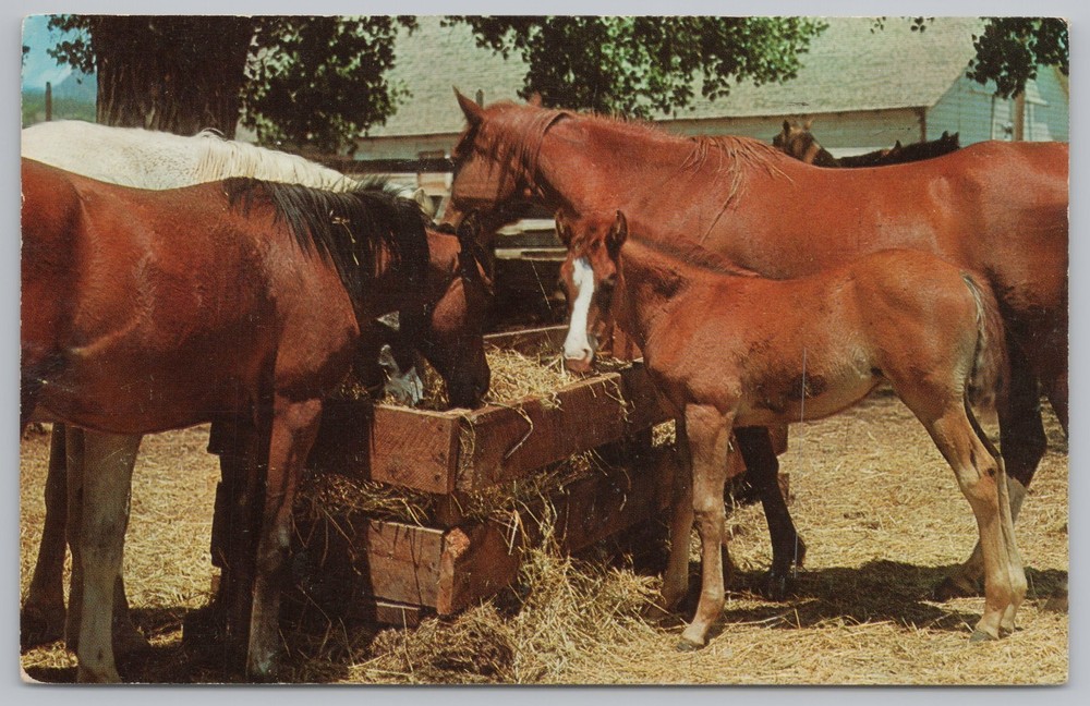 Animal~Horses Eating Hay~The Curious Colt~Vintage Postcard