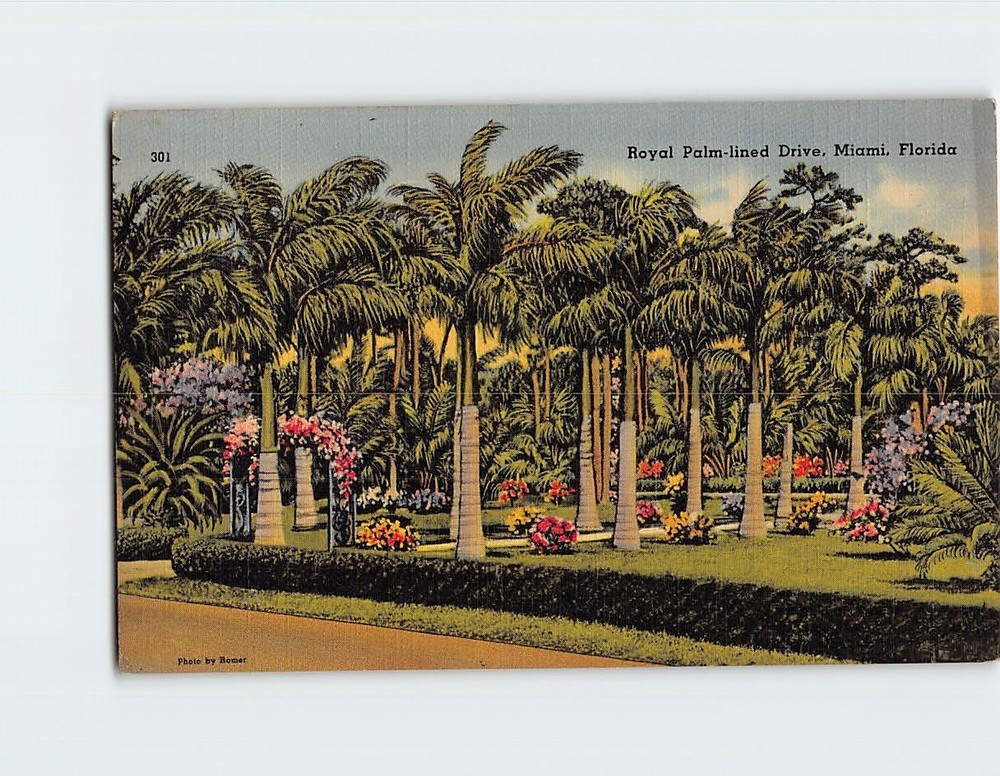 Postcard Royal Palm Line Drive Miami Florida USA