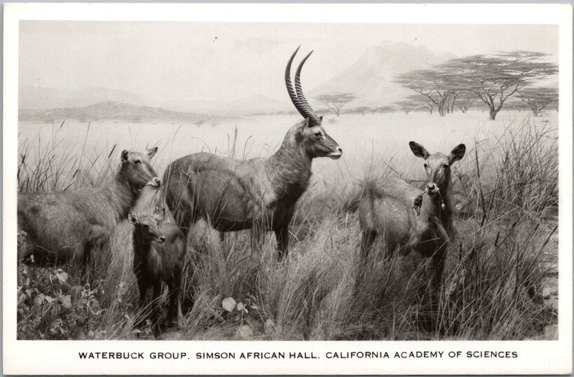 1940s CALIFORNIA ACADEMY OF SCIENCES San Francisco RPPC Postcard Waterbuck Group-image