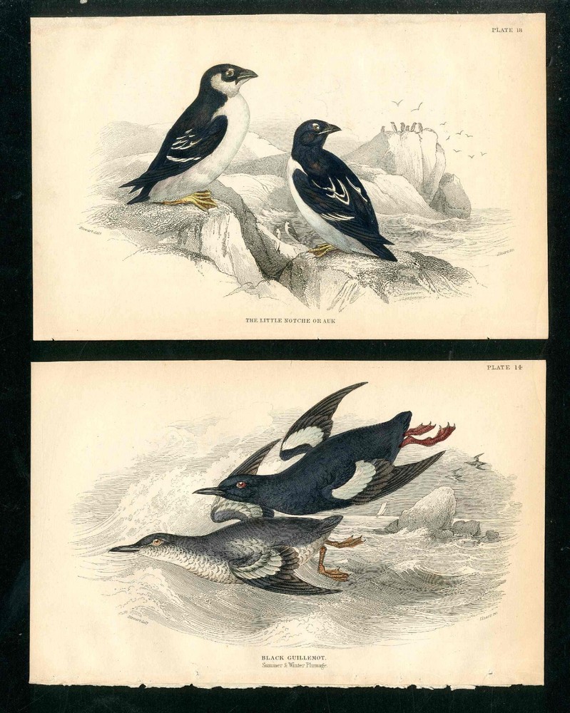 1840 Jardine Naturalist's Library 2 Antique Bird Prints,Auk, Guillemot