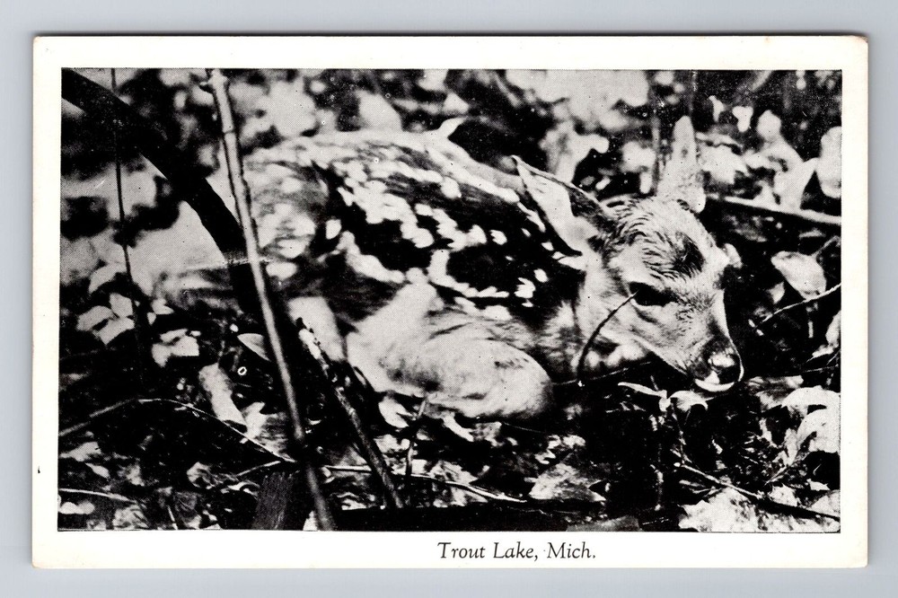 MI-Michigan, Trout Lake, Antique, Vintage Souvenir Postcard