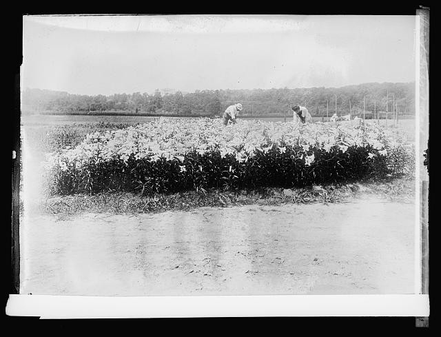 Photo:Dept of Agriculture Bureau of Plant Industry Farm Field ca 1920