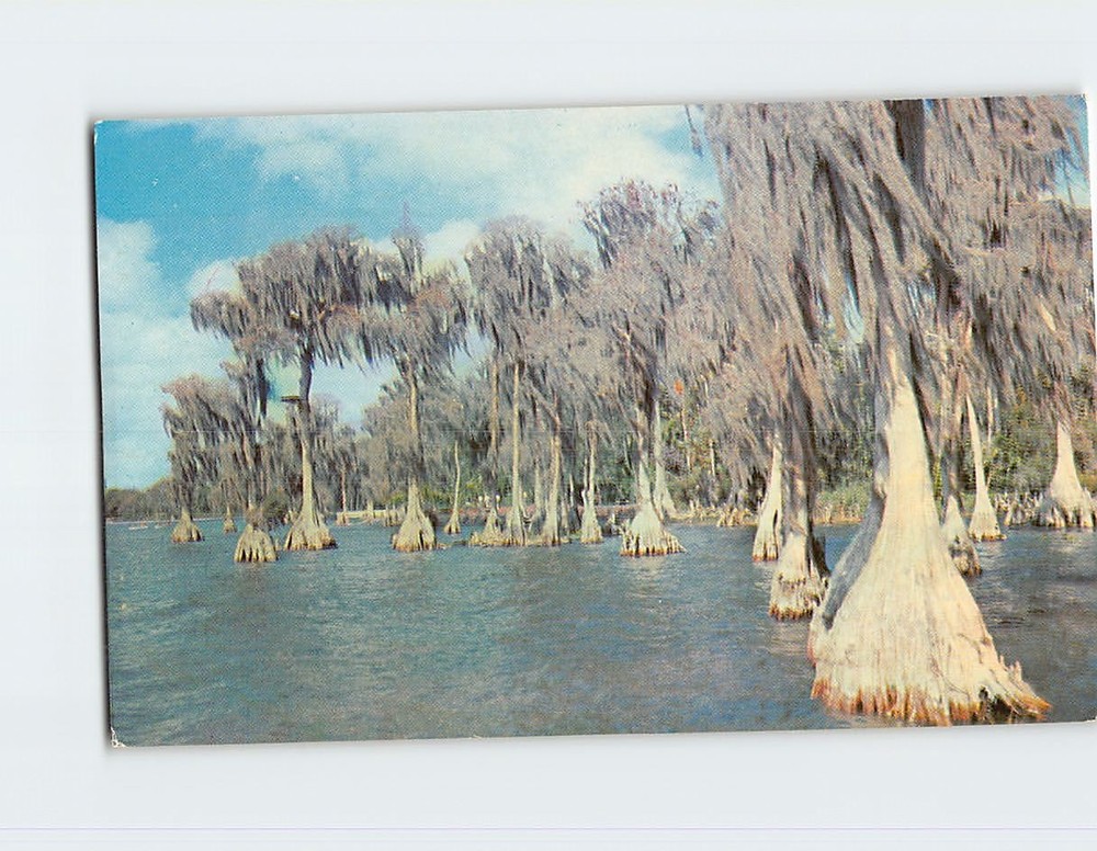 Postcard Cypress Trees Cypress Gardens Winter Haven Florida USA
