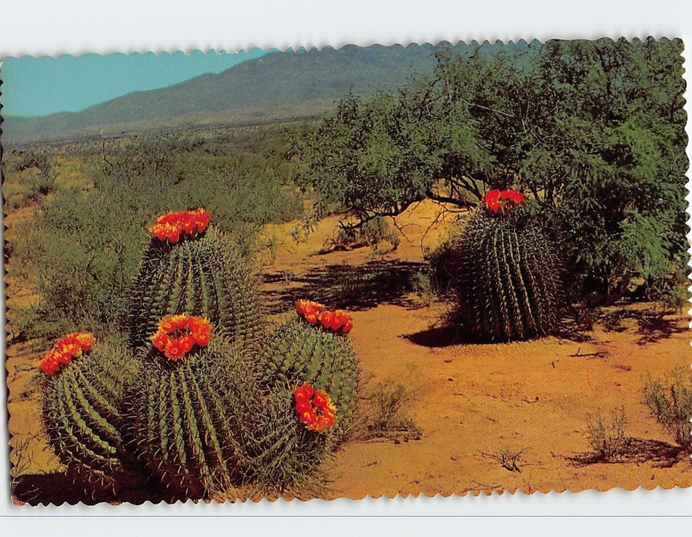 Postcard Barrel Cactus Desert Arizona USA North America
