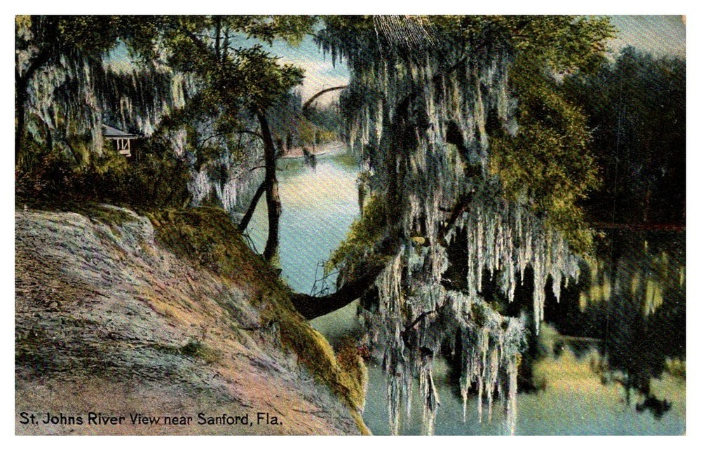 1910s Trees Along St Johns River Near Sanford Florida Vintage Postcard