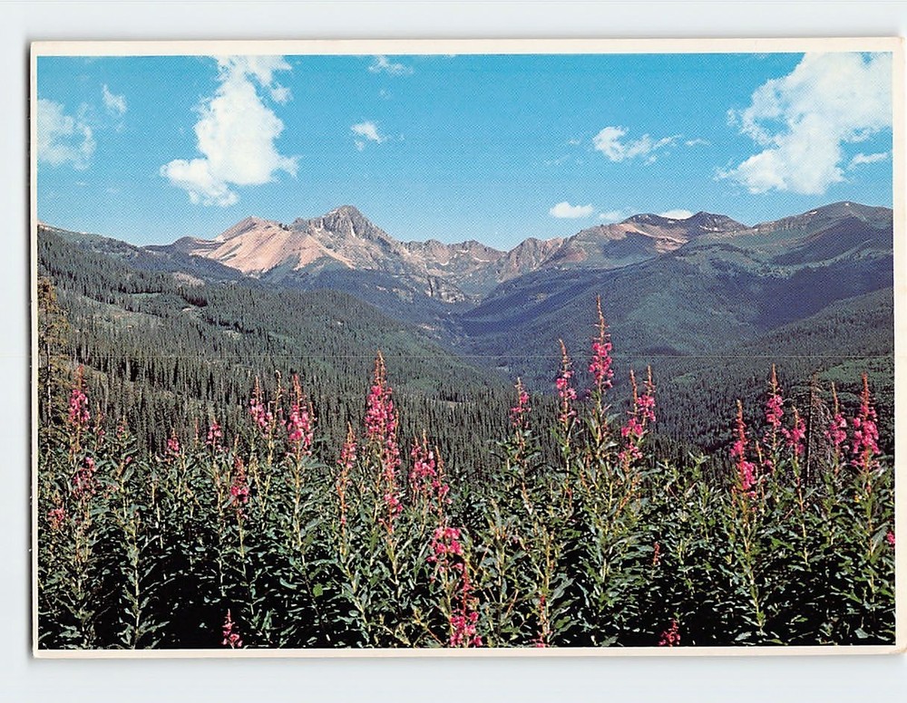Postcard Brilliant red Fireweed frames the Rocky Mountains of Colorado USA