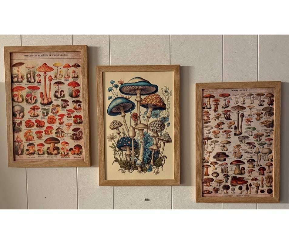 Set Of 3 Framed Cottagecore Boho Fungus Mushroom Maximalist Gallery Wall Art