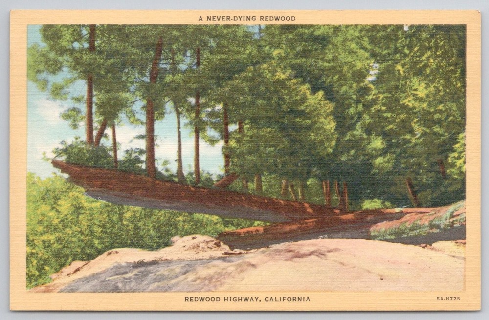 Never-Dying Redwood Tree Humboldt County CA Curt Teich Linen Postcard