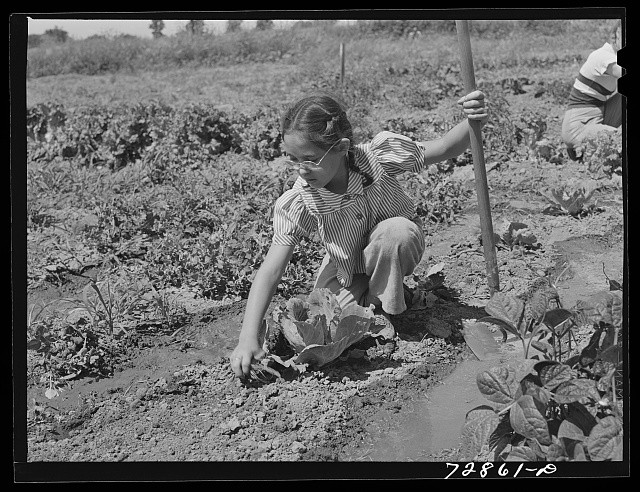 Photo:Yuba City California Marileeann Simpson 1942 Farm Garden Weeding FSA