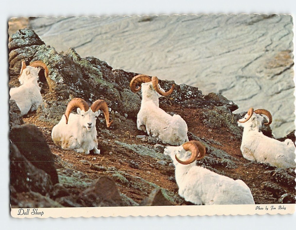 Postcard Five Dall Sheep