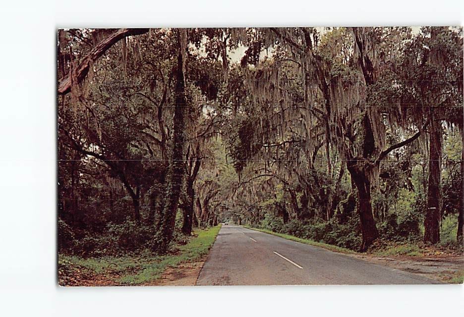 Postcard The Road to Summerville South Carolina USA Charleston Spanish Moss