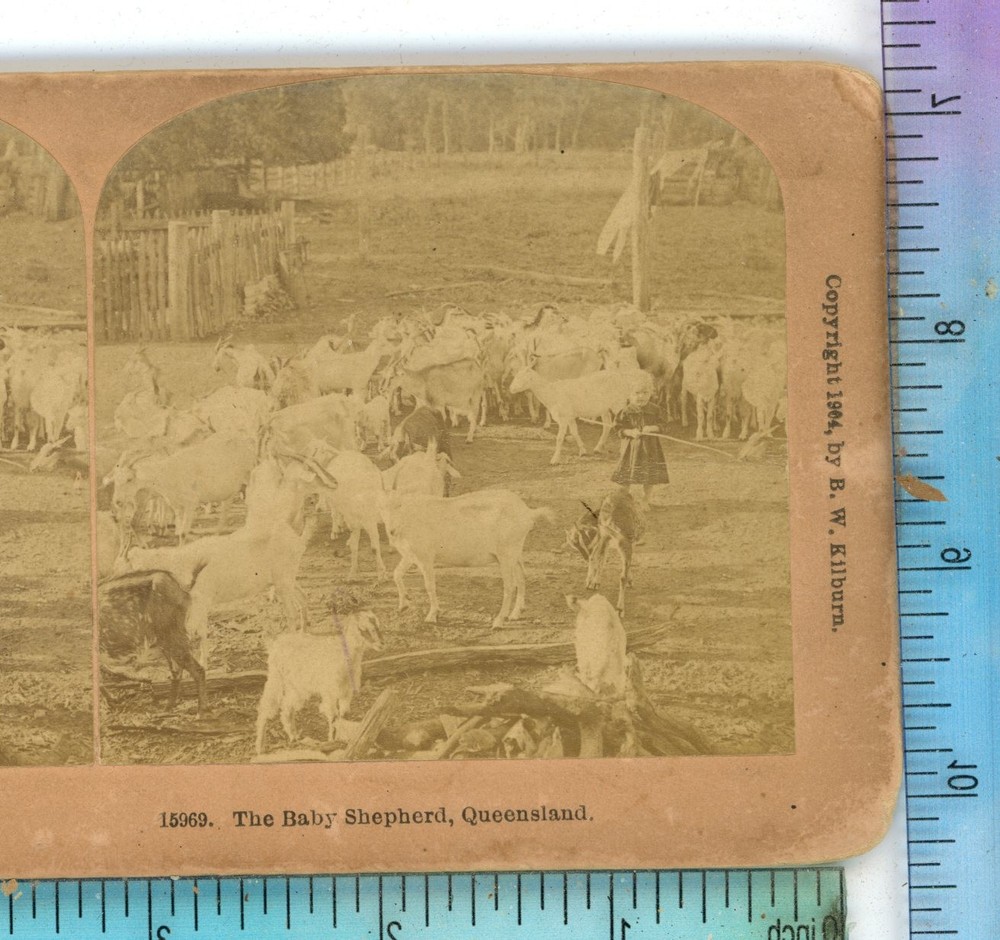 The Baby Shepherd Queensland Australia Kilburn Stereoview